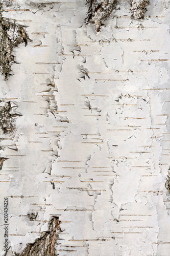 Natural background - the vertical texture of a real birch bark close-up in sprin Fototapeta