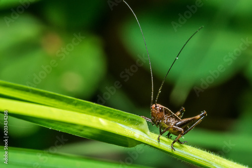 Close-up of grasshopper sitting on grass blade