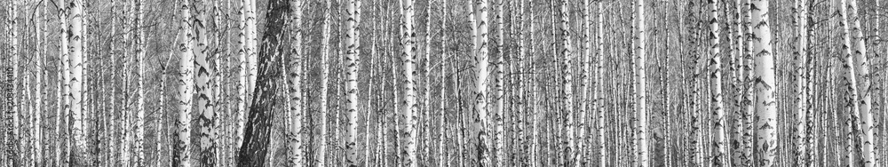 Birch grove on a sunny spring day, landscape banner, huge panorama, black-and-white Birch grove on a sunny spring day, landscape banner, huge panorama, black-and-white