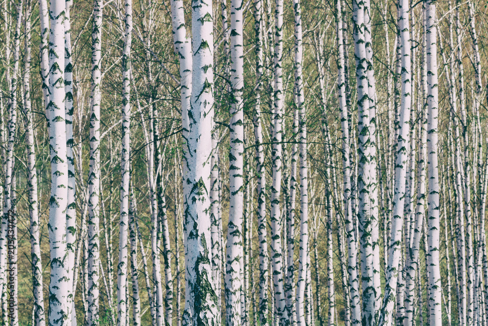 Obraz premium Birch grove with young foliage on a sunny spring day, landscape banner