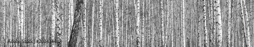 Birch grove on a sunny spring day, landscape banner, huge panorama, black-and-white