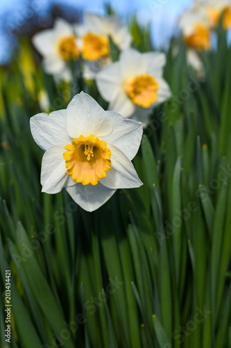 Fototapeta Naklejka Na Ścianę i Meble -  Daffodils in bloom in the garden, blue sky in the background
