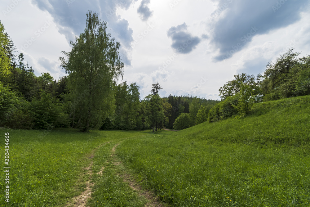 beautiful green forest