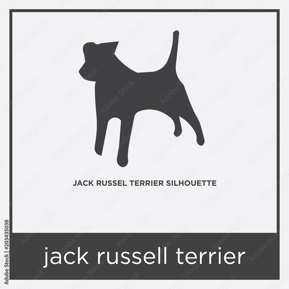 jack russell terrier icon isolated on white background