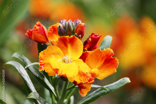 Fototapeta Naklejka Na Ścianę i Meble -  Orange flower