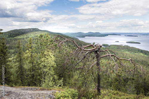 Koli national park seen from Mäkrävaara photo