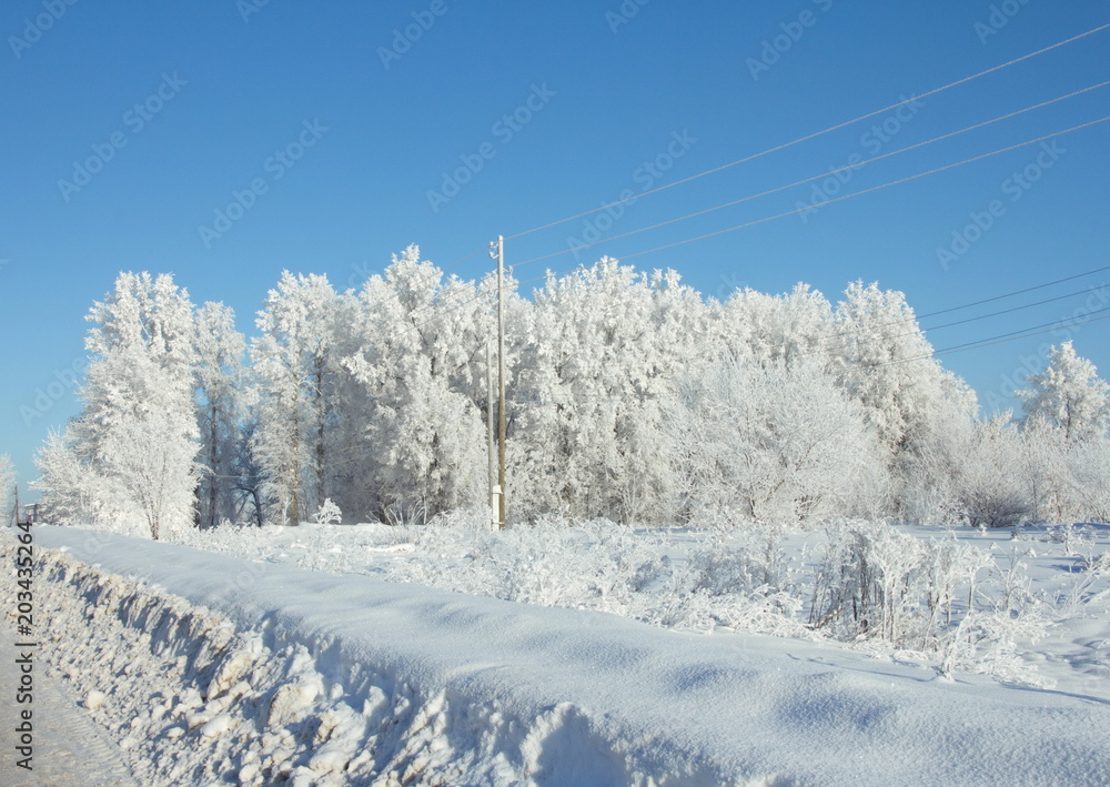 Obraz premium fairy-tale frosty forest covered with hoarfrost