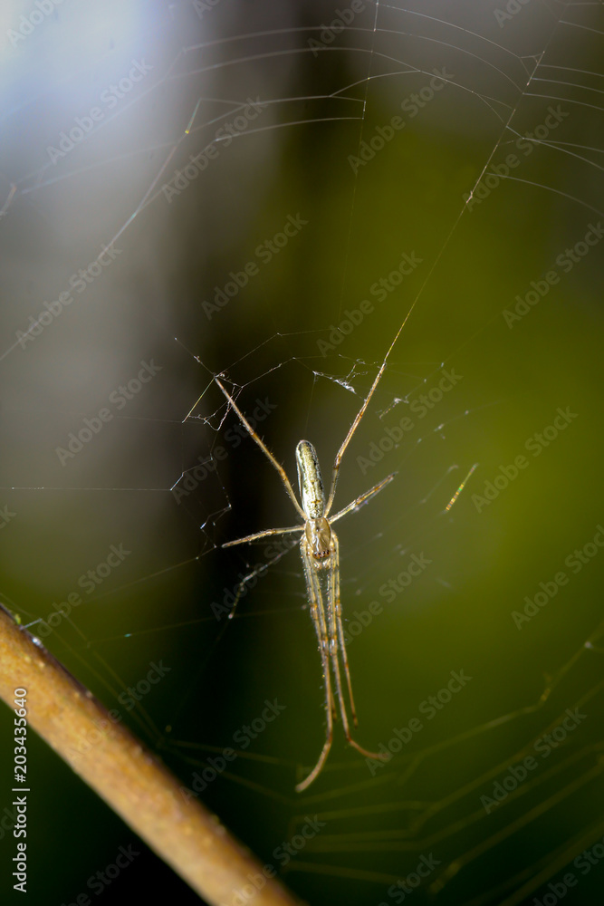 Streckerspinne im Netz