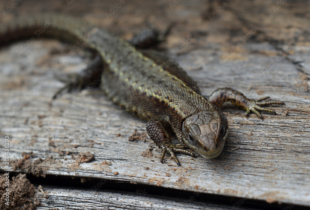 a small lizard in the garden on a tree a small lizard in the garden on a tree
