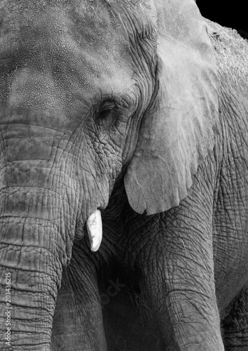African elephant profile up close in black and white
