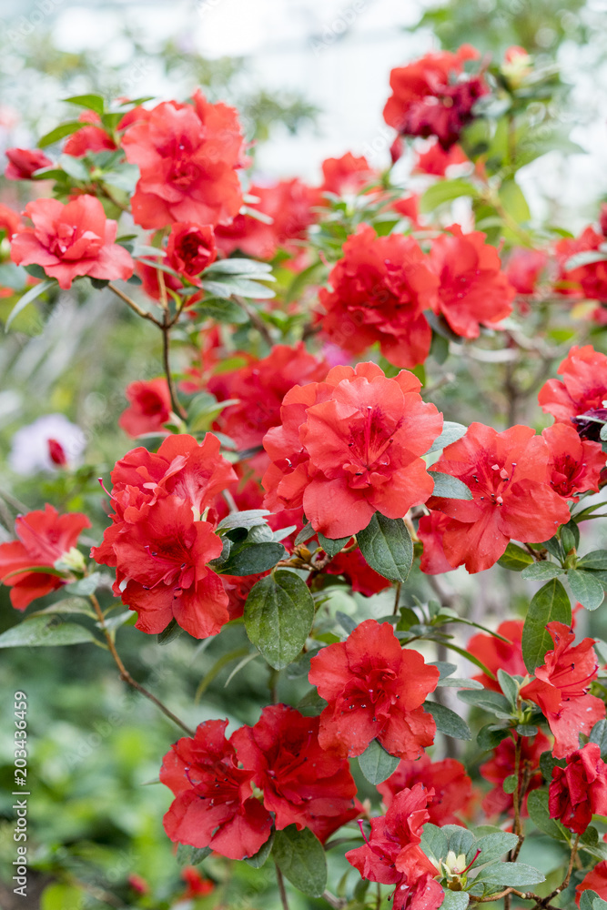 A chic blooming camellia bush in the spring garden. Bright, red azaleas flowers among the green leaves. A chic blooming camellia bush in the spring garden. Bright, red azaleas flowers among the green leaves.