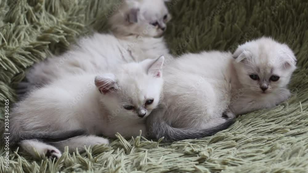 Kittens falling asleep while cuddled up to another sleeping kittens Kittens falling asleep while cuddled up to another sleeping kittens