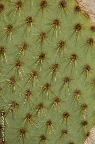 cactus (opuntia)