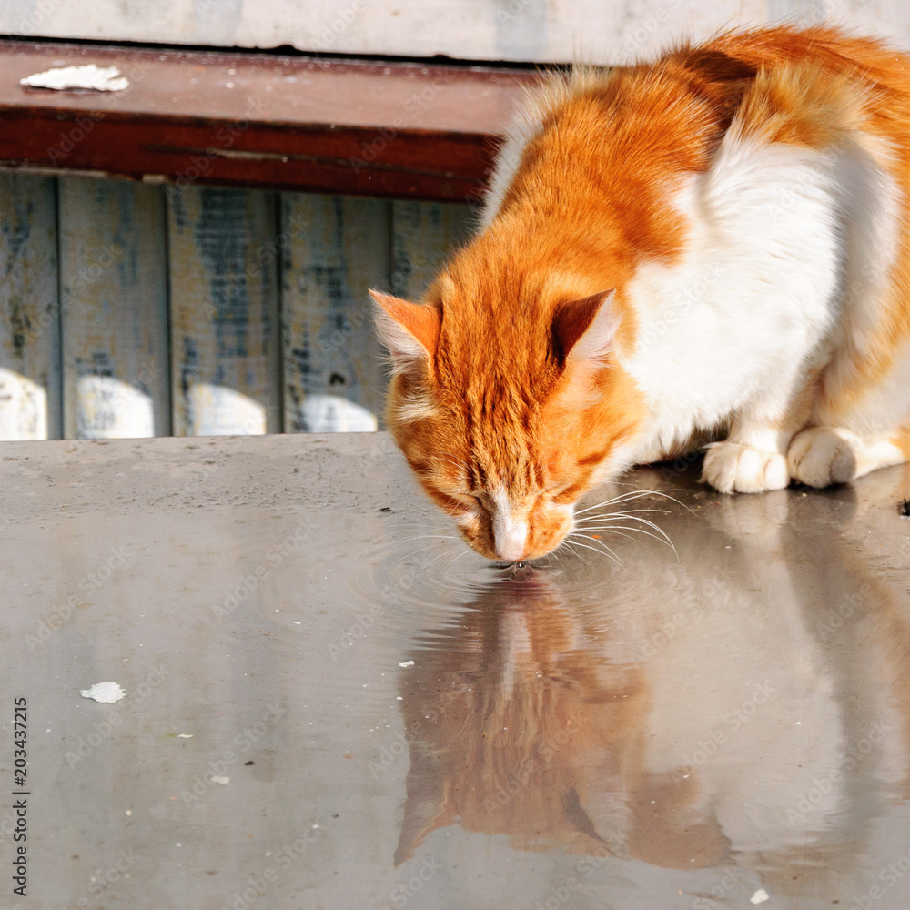 Thirsty ginger cat drinks water and his head is reflectingin it Thirsty ginger cat drinks water and his head is reflectingin it