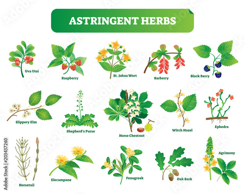 Astringent herbs vector illustration collection. Natural homeopathy wild plants botanic set.