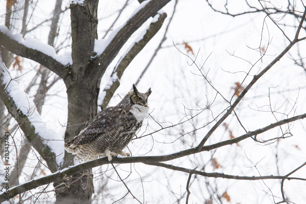 great horned owl (Bubo virginianus) in winter great horned owl (Bubo virginianus) in winter