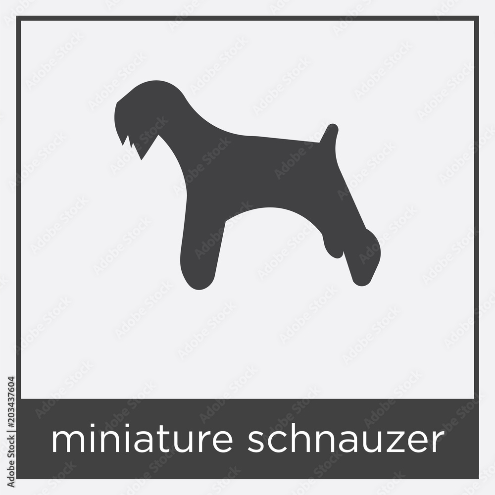 miniature schnauzer icon isolated on white background