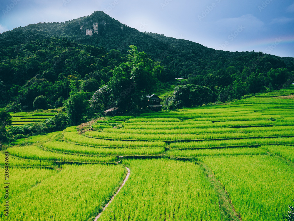 Green Rice Field with Mountains Background under Blue Sky, Chiang Mai, Thailand