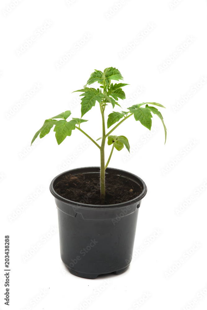 Tomato seedling isolated on a white background Tomato seedling isolated on a white background