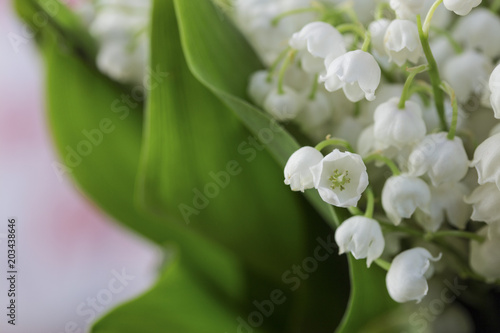 natural white flowering spring flowers lilies of the valley