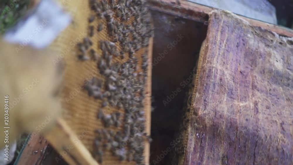 Bees on honeycomb. Honey harvest. Beekeeper gently removes bees from the frame. apiary macro. hd Bees on honeycomb. Honey harvest. Beekeeper gently removes bees from the frame. apiary macro. hd