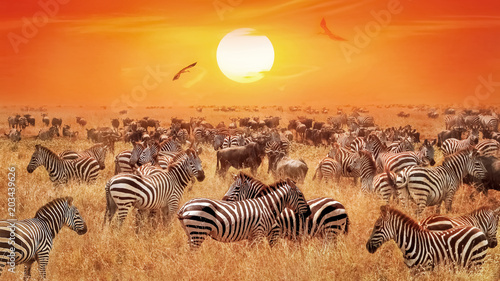 Groupe of wild zebras and antelopes in the African savanna against a beautiful orange sunset.  Wild nature of Tanzania. Artistic natural african image.