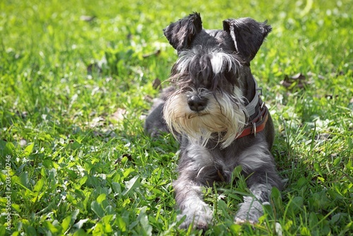 black and white miniature schnauzer laying in a green grass outdoors