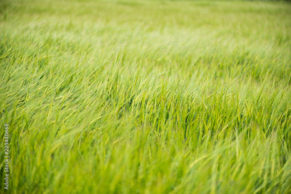 Field of cereals Field of cereals