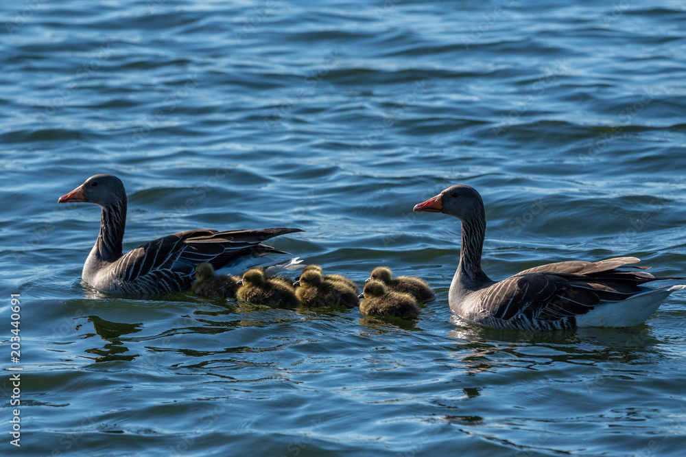 Lake photography birds and nature, Netherlands zoetermeer Lake photography birds and nature, Netherlands zoetermeer