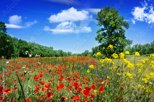 Summer meadow with poppies  canola and other flowers