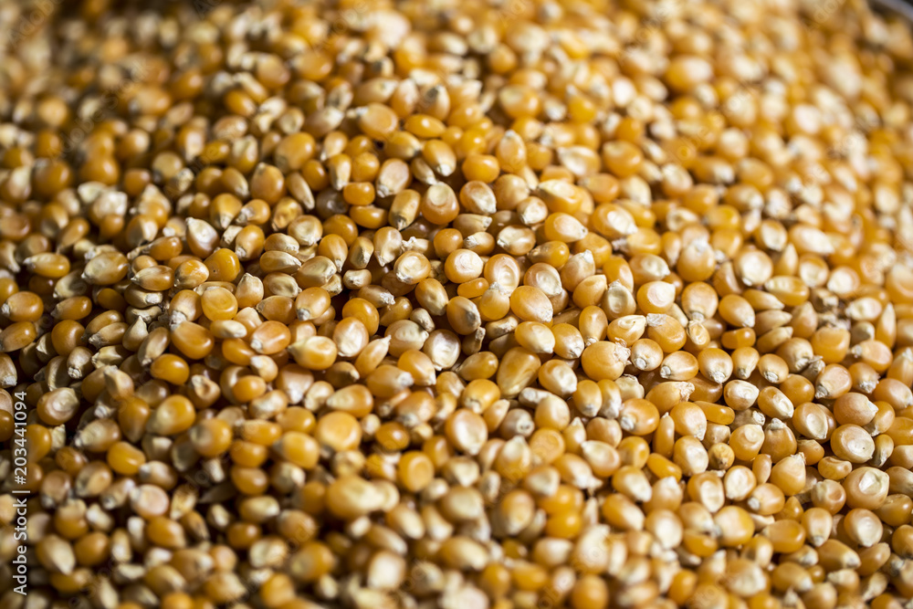 grain de maïs en gros plan grain de maïs en gros plan