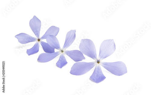 blue flowers isolated