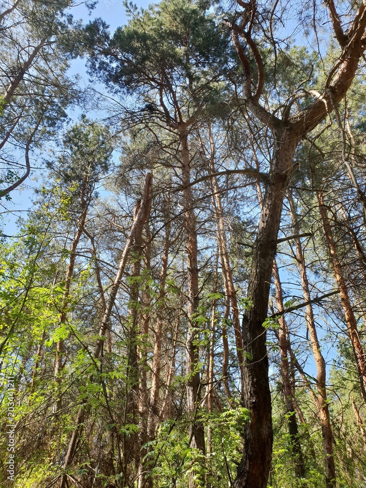 Obraz premium В лесу