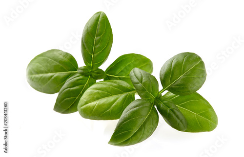 Basil leaves in closeup