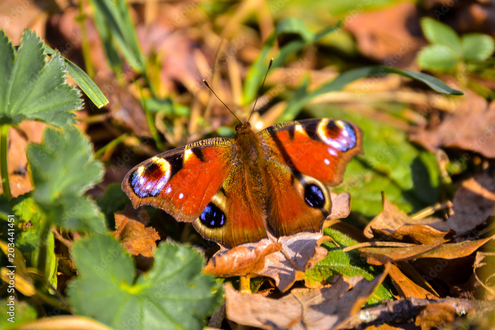 Bright butterfly with a round pattern on the wings. Bright butterfly with a round pattern on the wings.