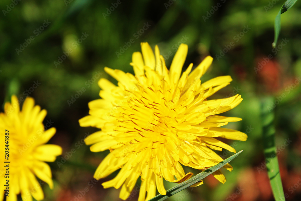 The dandelion The dandelion