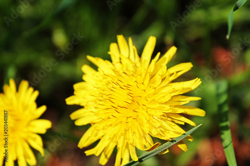 The dandelion