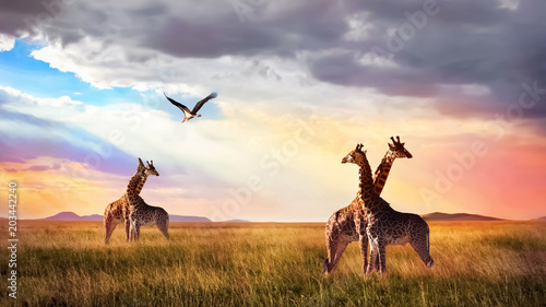 Fototapeta samoprzylepna Grupa żyrafy i ptak w Serengeti National Park. Cloudscape słońca. Afrykańskie dzikie życie.