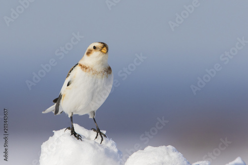 Snow bunting in winter