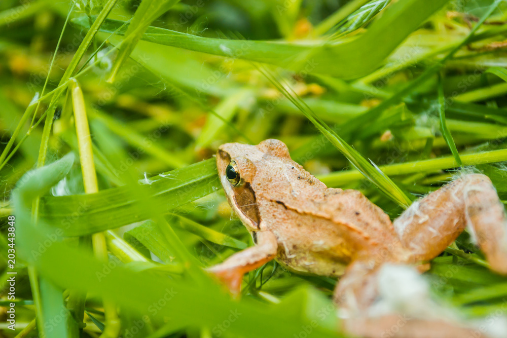 Obraz premium closeup of agile frog