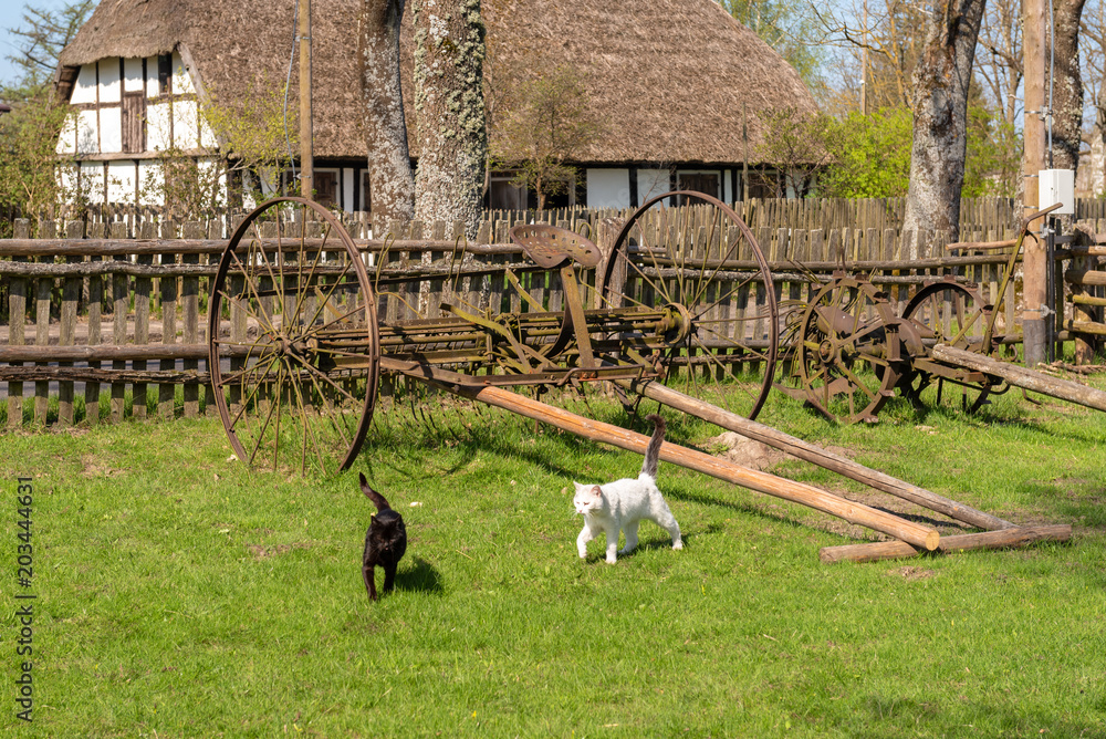 Obraz premium Cats playing in the yard. Rural landscape