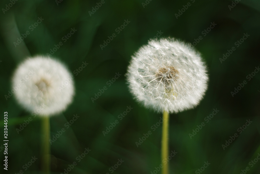 Fototapeta premium Fluffy Dandelions Flower Against Blured Green Garden Background Summer landscape.