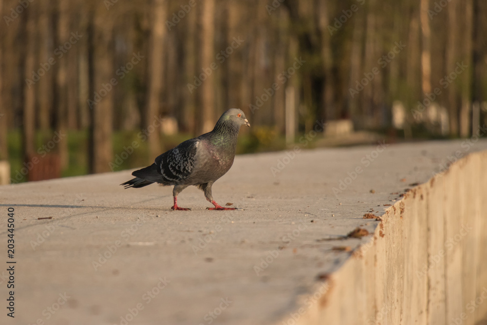 Obraz premium A pigeon on concrete wall