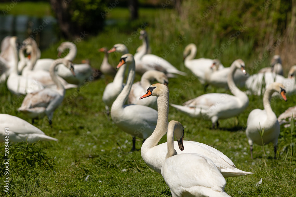 Obraz premium viele Schwäne auf einer grünen Wiese
