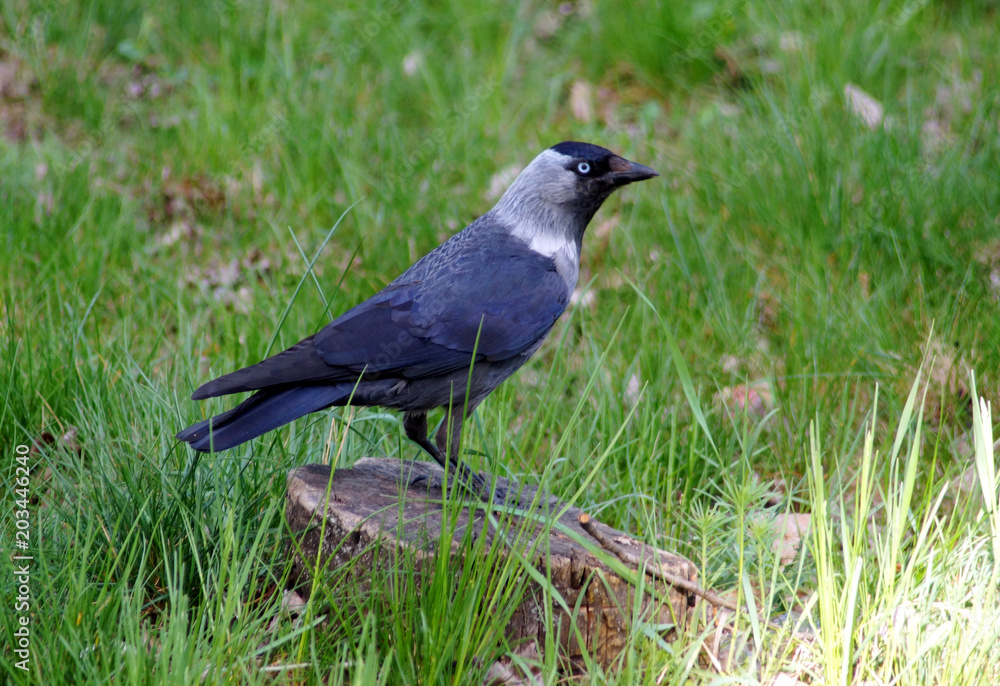 Jackdaw, is a passerine bird in the crow family.