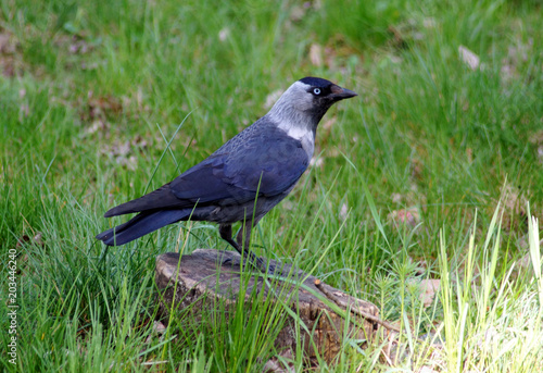 Obraz na płótnie Jackdaw, is a passerine bird in the crow family. w salonie