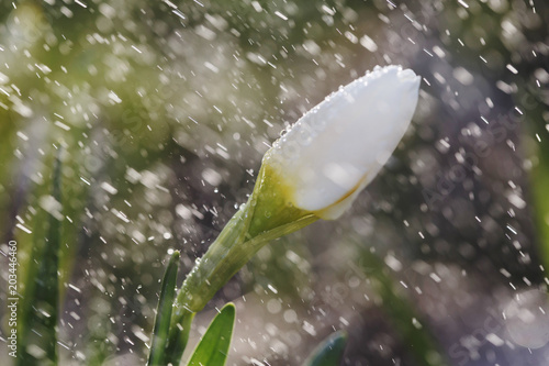 Fototapeta Naklejka Na Ścianę i Meble -  Narcissus flower closeup with raindrops