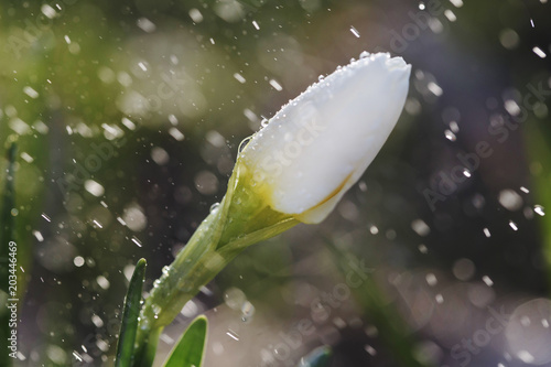 Fototapeta Naklejka Na Ścianę i Meble -  Narcissus flower closeup with raindrops