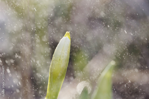 Fototapeta Naklejka Na Ścianę i Meble -  Narcissus flower closeup with raindrops