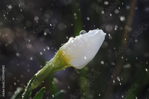 Fototapeta Naklejka Na Ścianę i Meble -  Narcissus flower closeup with raindrops